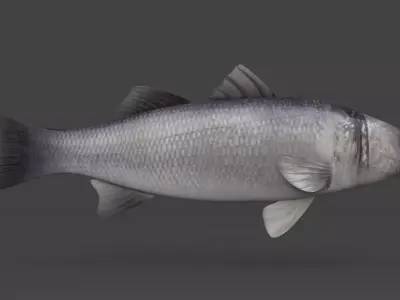 Seabass Fish 3D model purchase