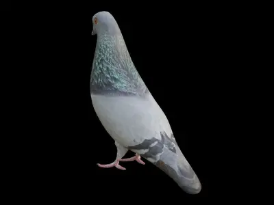 Pigeon Low-poly 3D model purchase
