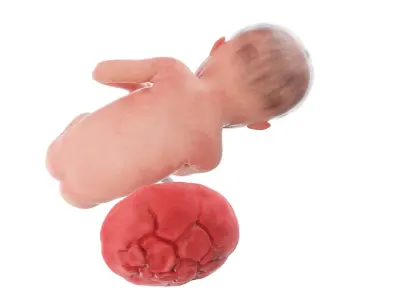 Fetus Anatomy Week 25 Static 3D model