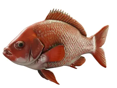 Red Snapper Fish  Mid Poly 3D Model for Render and Concept Use Low-poly 3D model