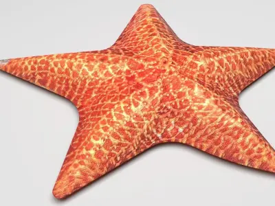 Starfish 3D model purchase