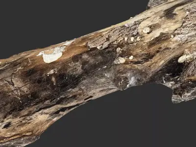 Tree trunk wood 3d scan highpoly 3D model purchase