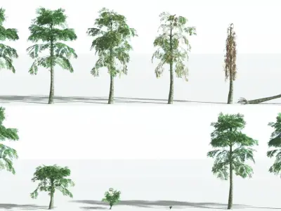 EVERYPlant Alethopteris Seed Fern LowPoly 2 --12 Models-- Low-poly 3D model