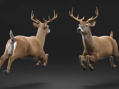 Whitetail Deer Running Pose 3D model