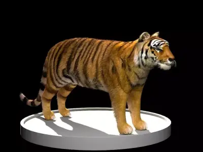 Tiger 3D Model Low-poly 3D model purchase