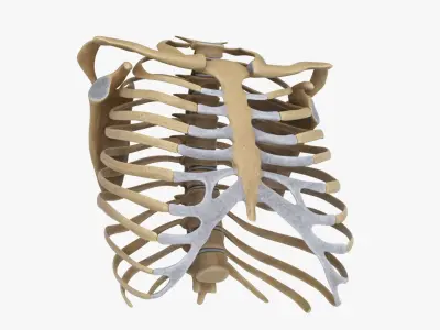  RibCage 