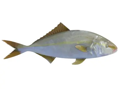 Fish Collection 3D model 3