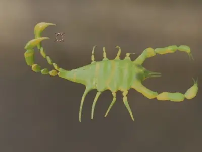scorpion 3D model order