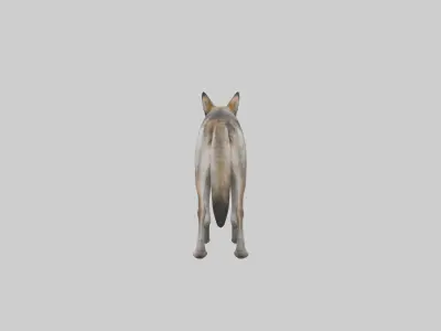 Mexican Wolf Low-poly 3D model