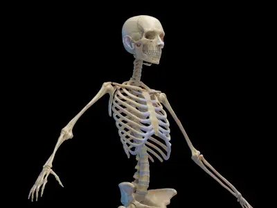 Human Female Body Skeleton and Muscles Static 3D model