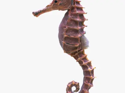 Seahorse 3D model 5