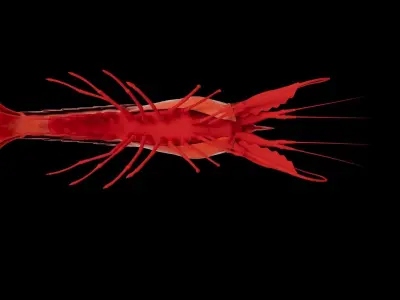 Shrimp 3D model purchase