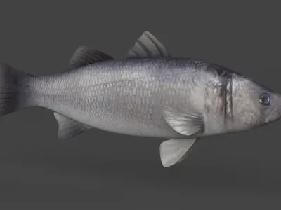 Seabass Fish 3D model purchase