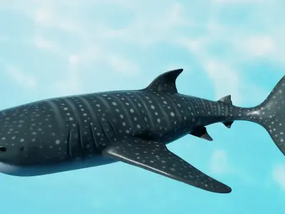 Shark package Low-poly 3D model