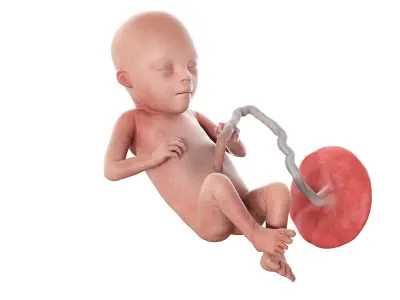 Fetus Anatomy Week 21 Static 3D model