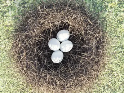  BIRDs NEST 3D model