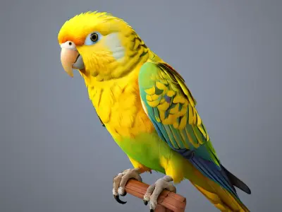 Realistic Animated Superbe Parrot 3D Model Low-poly 3D model