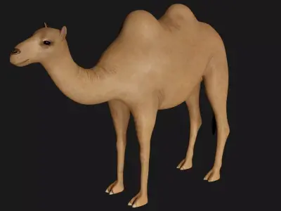 fully rigged low poly camel Low-poly 3D model