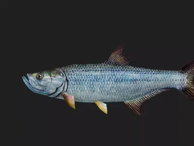 Tarpon Low-poly 3D model purchase