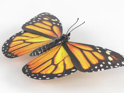 Butterfly 3D model 8