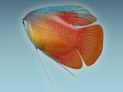 Gurame Fish 3D model