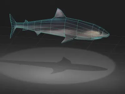 Tiger Shark Low-poly 3D model purchase