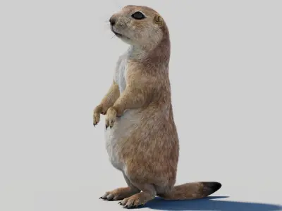 Rigged Prairie Dog with Fur 3D model