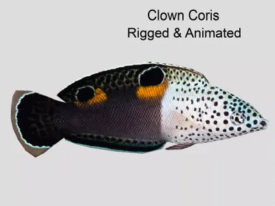 Clown Coris Low-poly 3D model