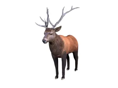Elk Deer Low-poly 3D model