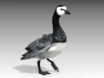 Barnacle Goose 3D model