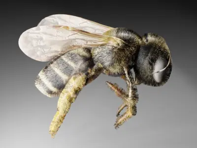 Bee rigged 3D model
