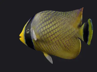 animal  aquarium underwater fish fishing sea sealife ocean 3D model
