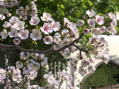 Sakura Cherry Blossom Branch Pink 3D model