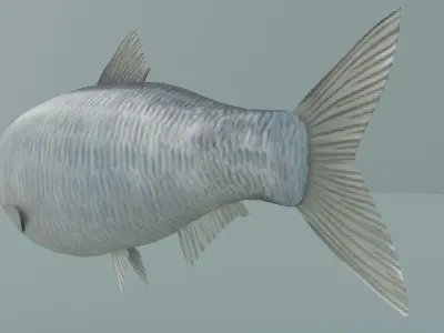 tulka fish Low-poly 3D model