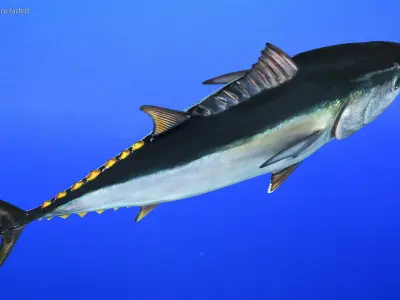  Bluefin Tuna Rigged for Maya 