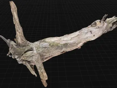 Dead old tree of the real world 3d scan in highpoly 3D model