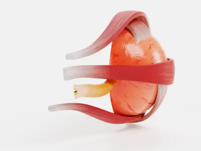 Eye Cross Section 3D model