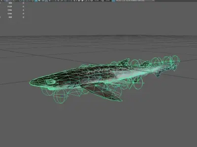Shark Low-poly 3D model 8