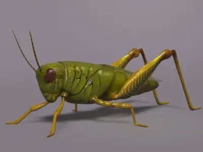 Grasshopper Asset Low-poly 3D model