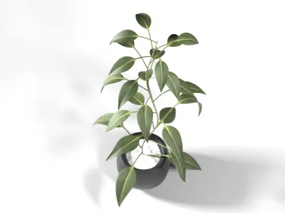 Plant eucalyptus in pot 3D model