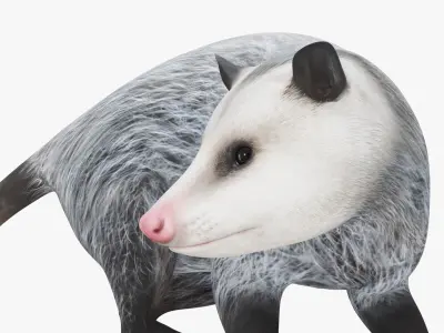  Opossum in Standing Pose 