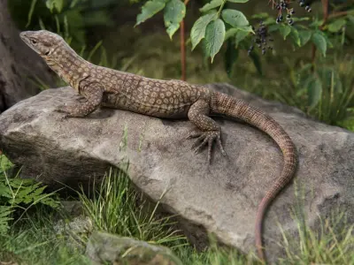 Ackie Monitor Lizard Reaistic 3D model  Rigged and Animated  Low-poly 3D model