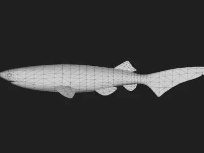 Shark Low-poly 3D model 43