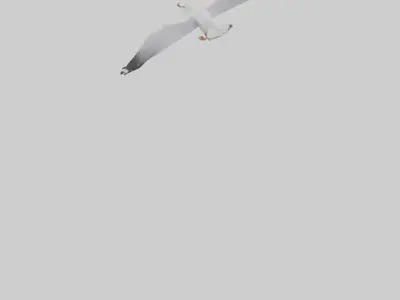 Gull flying model Low-poly 3D model
