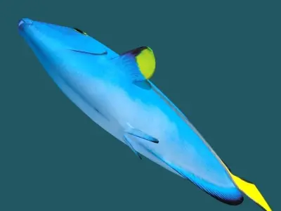 Blue Tang 3D model