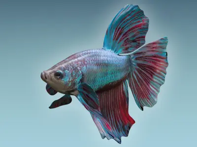 Betta Fish 5 3D model
