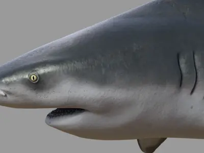 Bull shark rigged and animated for Cinema 4d  Low-poly 3D model