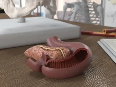 Plastic Model of Pancreas Cut 3D model