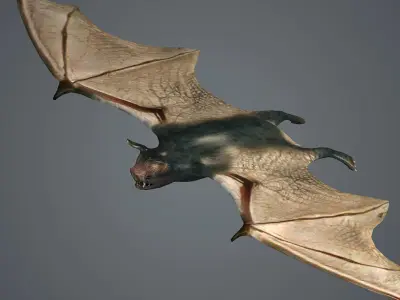 dark bat animated  rigg mammal bird flying vampire  3D model