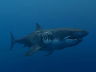 White Shark Low-poly 3D model buy